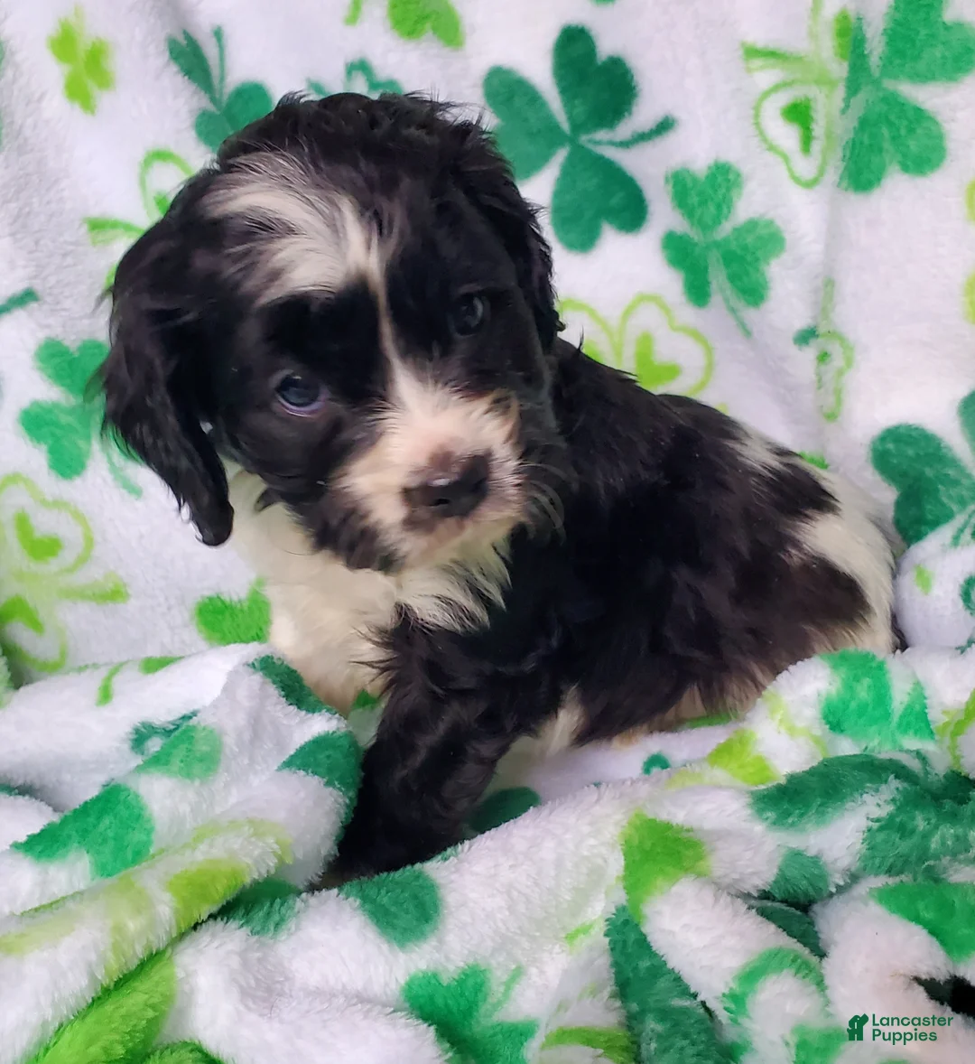 Cavapoo dogs for sale: Dutton - Ad 2