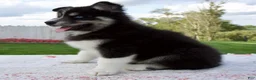 Pomsky dogs for sale: Finn - Ad 4