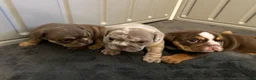 English Bulldog dogs for sale: LaMello  - Ad 6