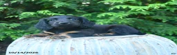Miniature Dachshund dogs for sale: Finn  - Ad 4