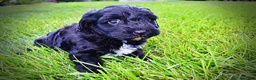 Havapoo dogs for sale: Harmony - Ad 12