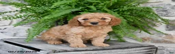 Mini Goldendoodle dogs for sale: Callie - Ad 4