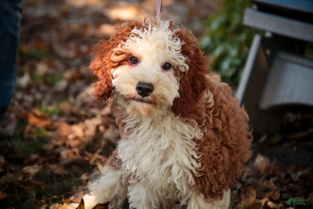 Cavapoo dogs for sale: Larry Cavapoo  - Ad 1