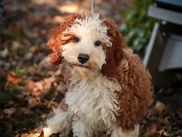 Cavapoo dogs for sale: Larry Cavapoo - Ad 1