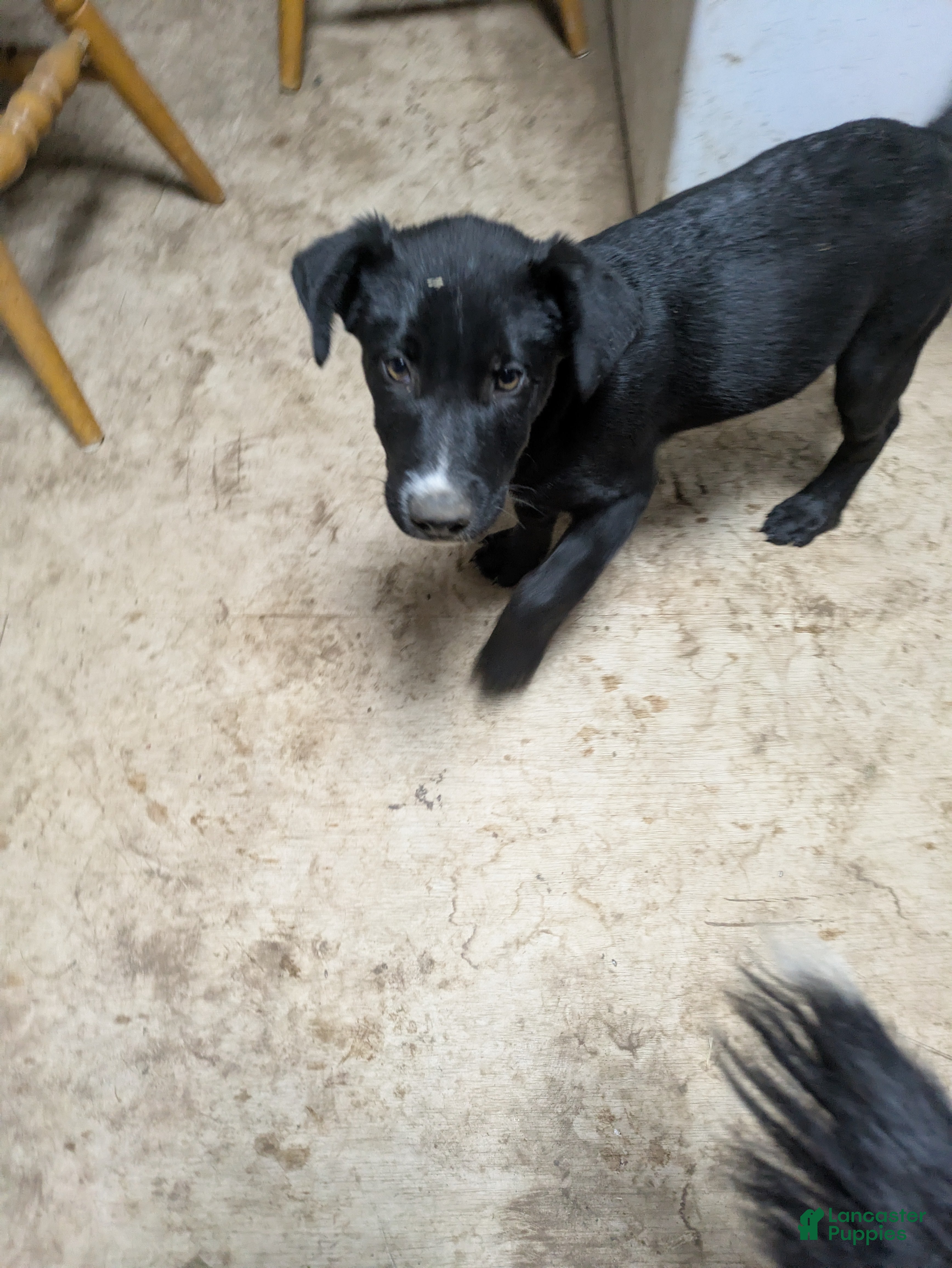 Mixed Breed dogs Mixed Breed Puppy 3 - Ad 12