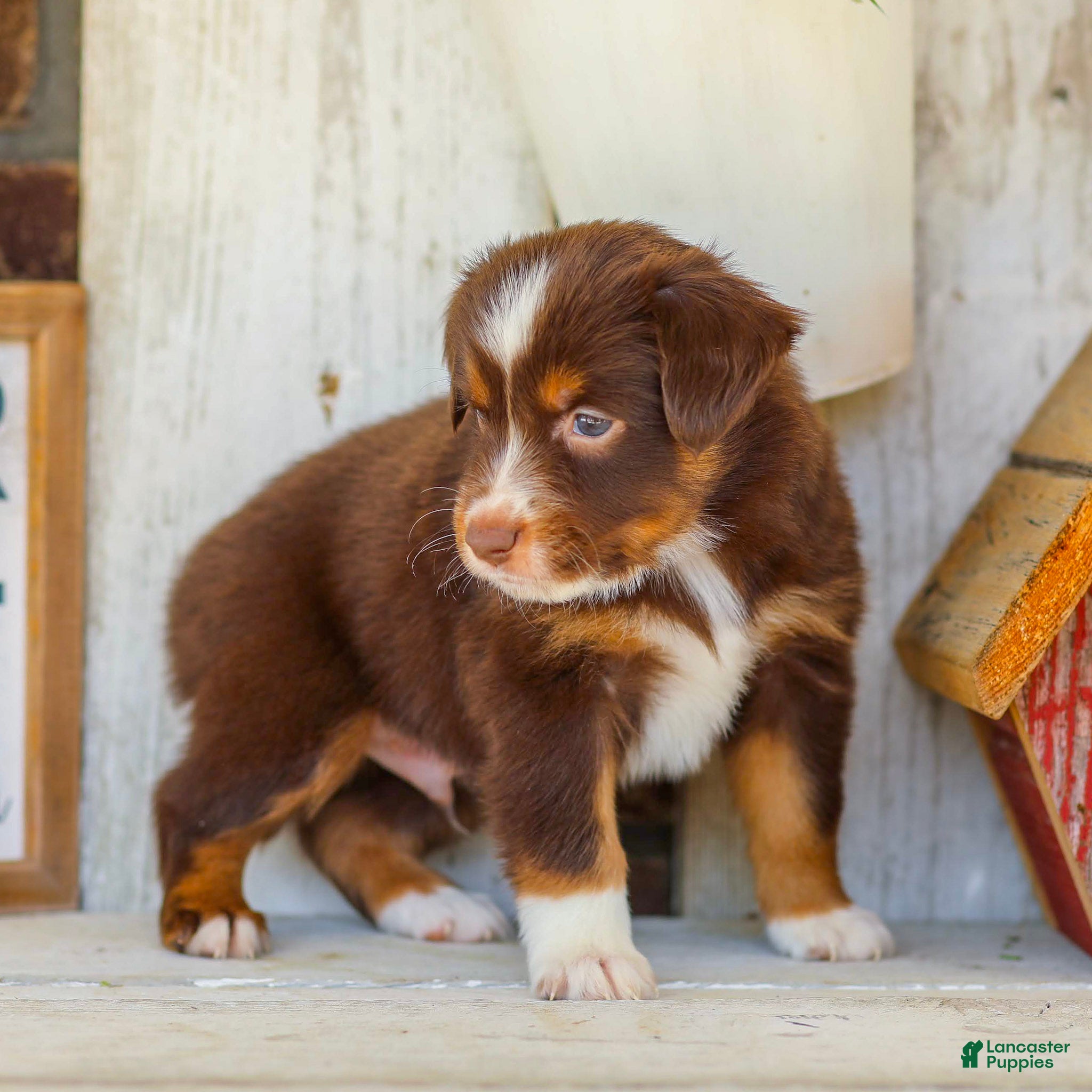 Miniature Australian Shepherd dogs Blaze - Ad 2