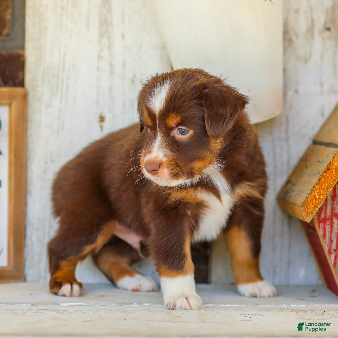 Miniature Australian Shepherd dogs for sale: Blaze - Ad 2