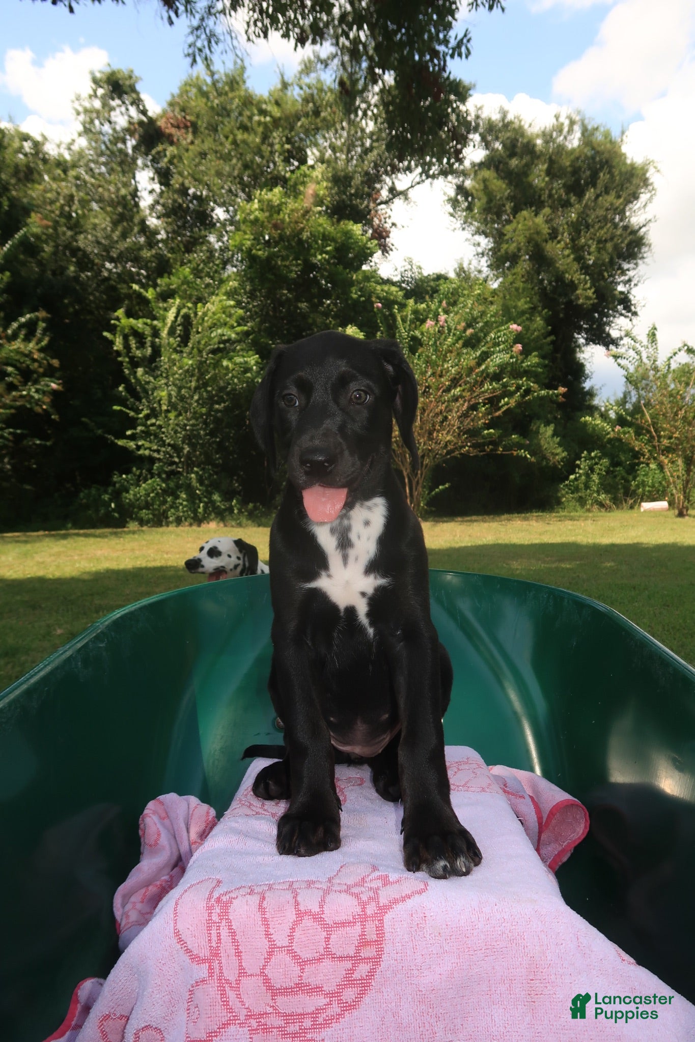 Mixed Breed dogs Betty - Ad 1