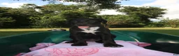 Mixed Breed dogs for sale: Betty - Ad 1