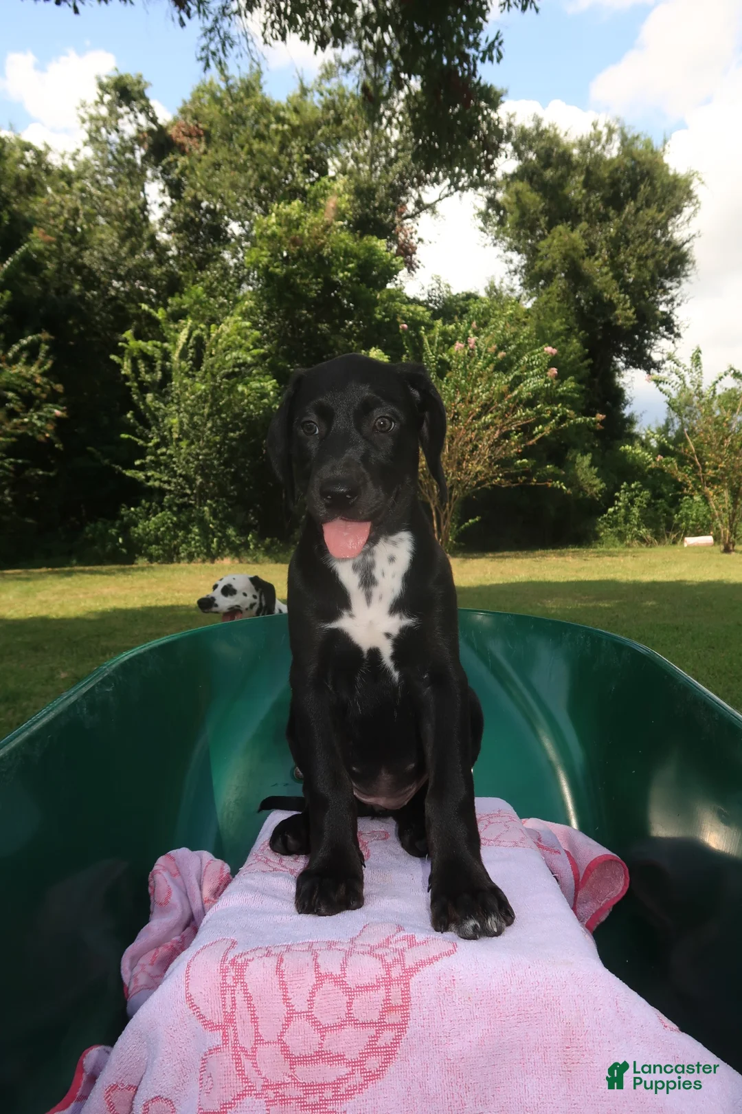Mixed Breed dogs for sale: Betty - Ad 1