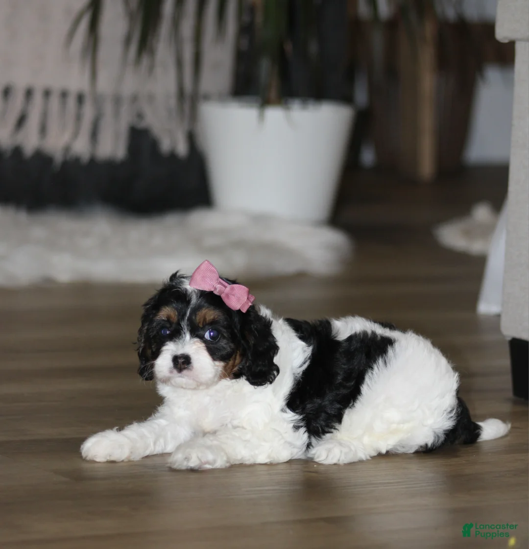 Cavapoo dogs for sale: Oreo - Ad 2