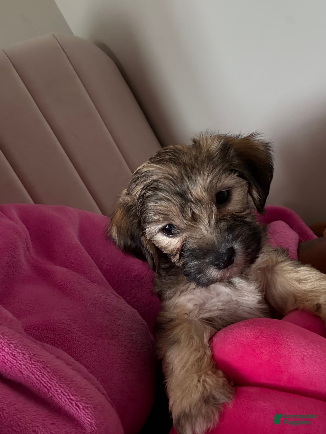 Morkie dogs for sale: Ashton - Ad 5