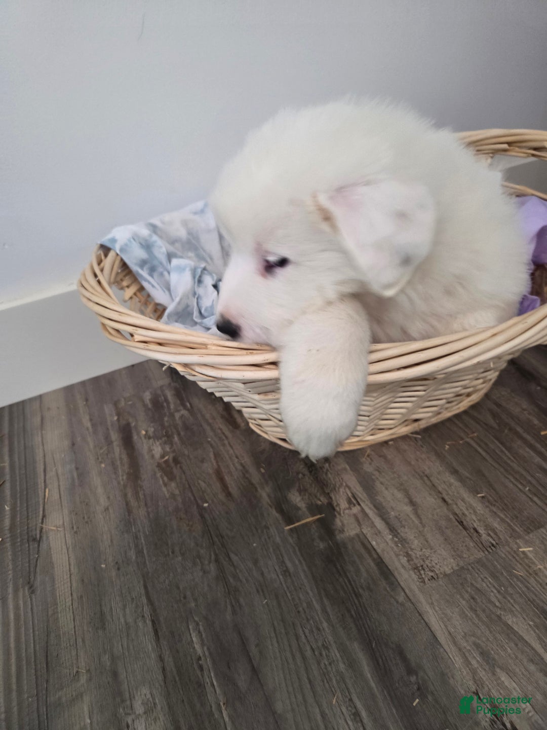 Great Pyrenees dogs for sale: Casper - Ad 2