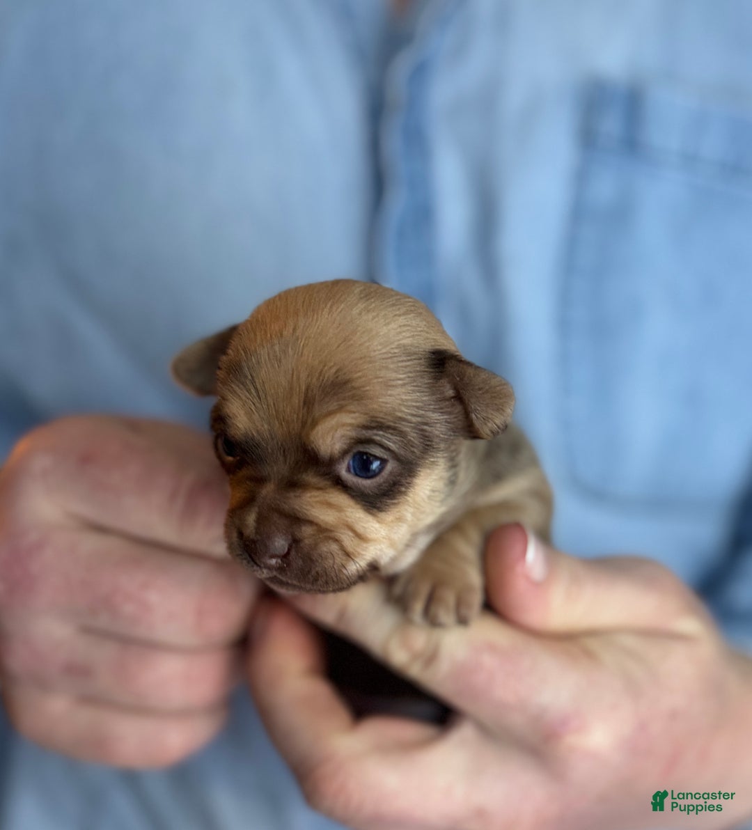 Chihuahua dogs for sale: Brandy  - Ad 7