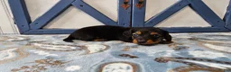 Miniature Dachshund dogs for sale: Benson - Ad 4