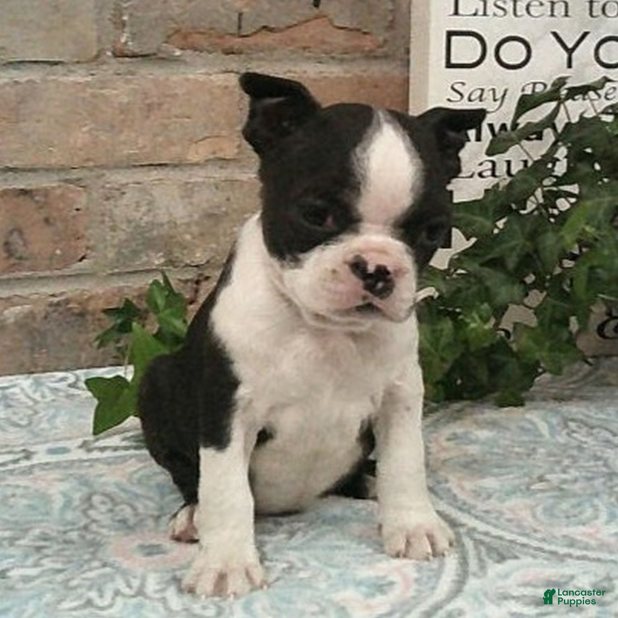 Boston Terrier dogs Clover  - Ad 2