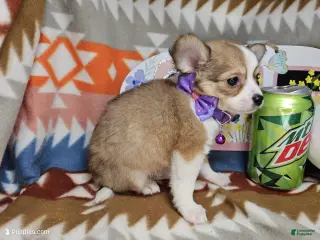 Chihuahua dogs Rangler LH - Ad 23