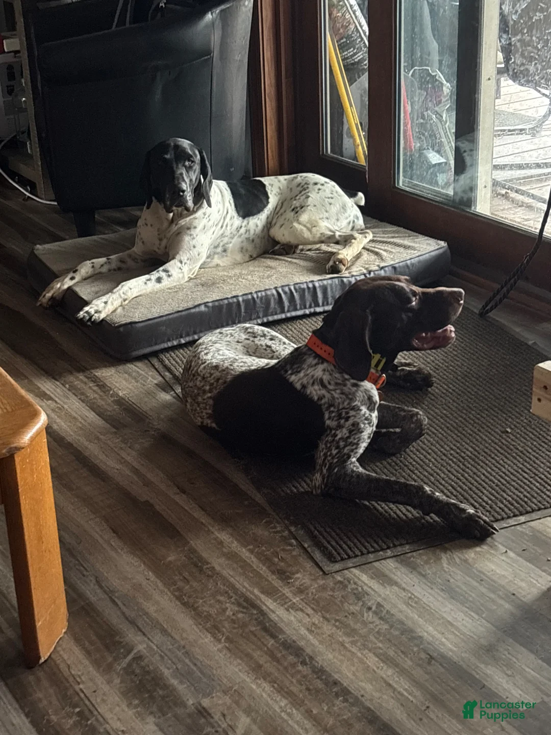 German Shorthaired Pointer dogs for sale: German Shorthaired Pointer Puppy 2 - Ad 2