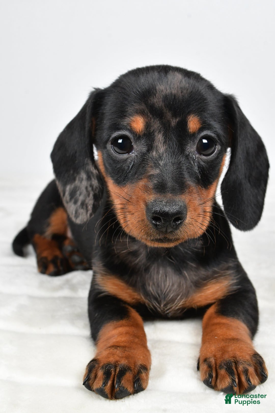 Miniature Dachshund dogs for sale: Cassandra - Ad 2