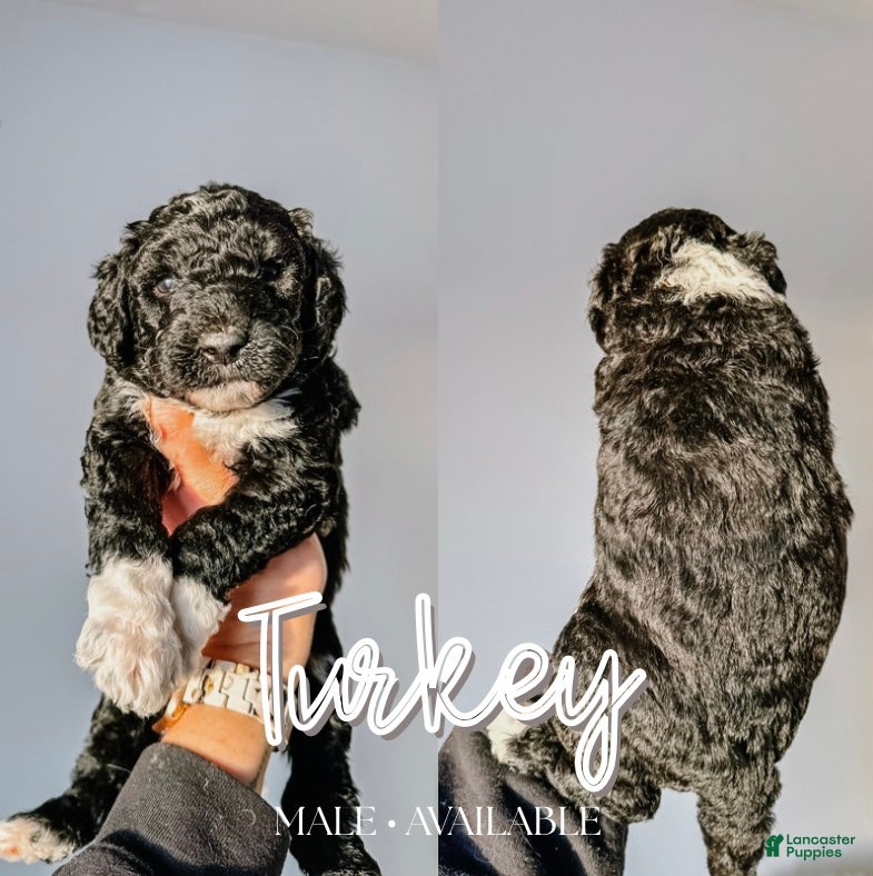 Mixed Breed dogs Turkey - Ad 13