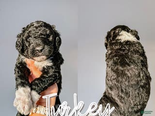 Mixed Breed dogs Turkey - Ad 41