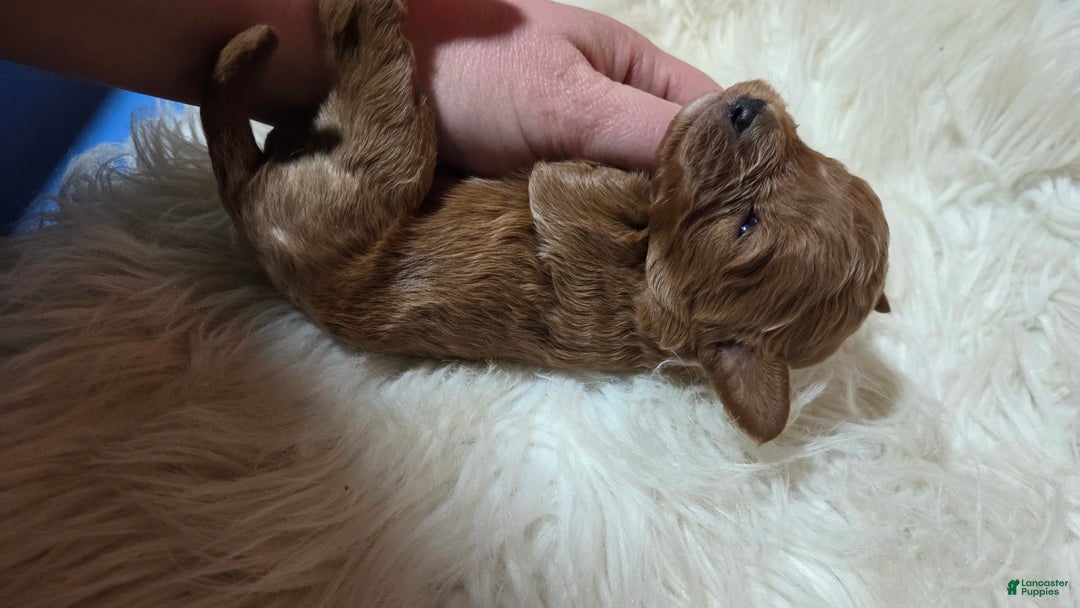 Cavapoo dogs for sale: Trey - Ad 8