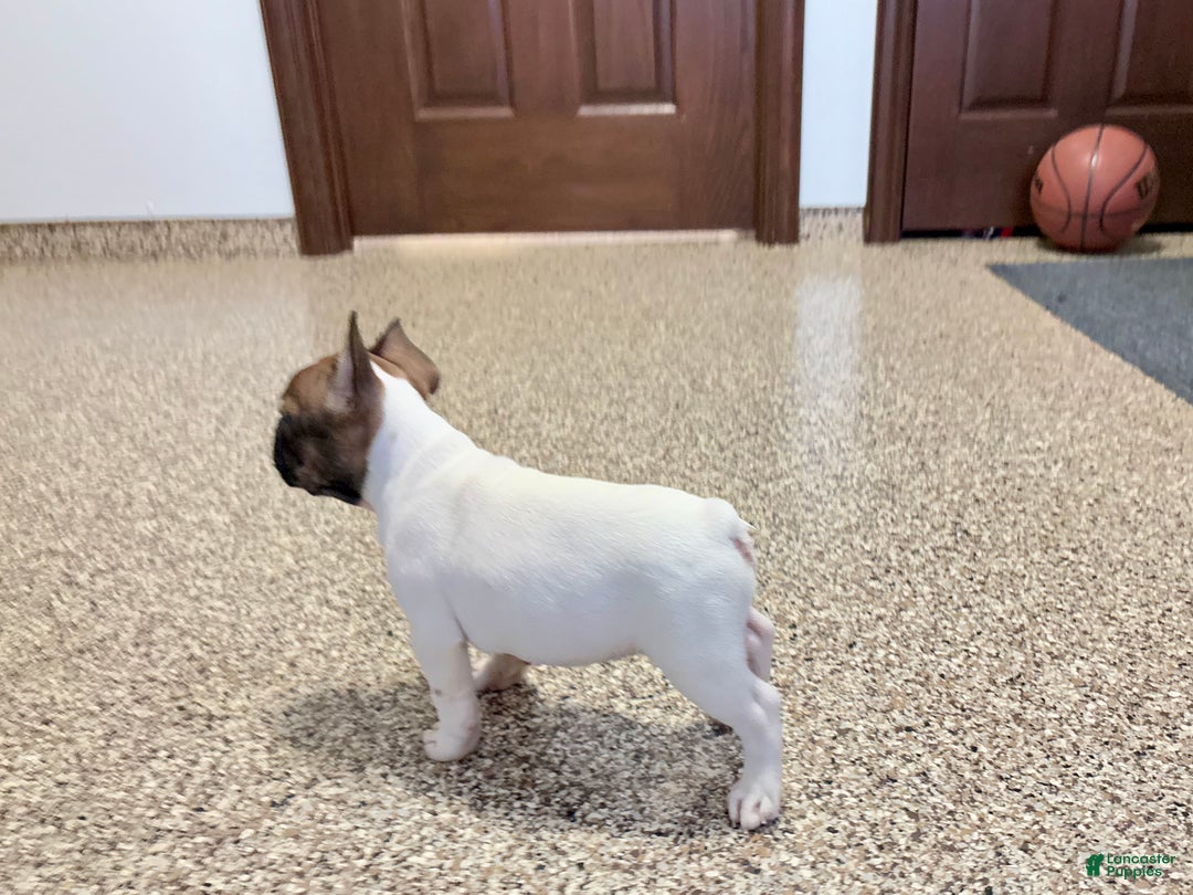 French Bulldog dogs for sale: French Bulldog Puppy 3 - Ad 9