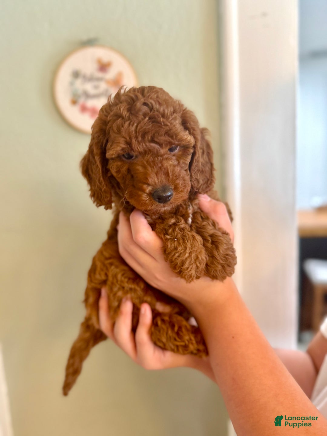 Mini Goldendoodle dogs for sale: Mini Goldendoodle Puppy 1 - Ad 1