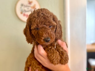 Mini Goldendoodle dogs Mini Goldendoodle Puppy 1 - Ad 5