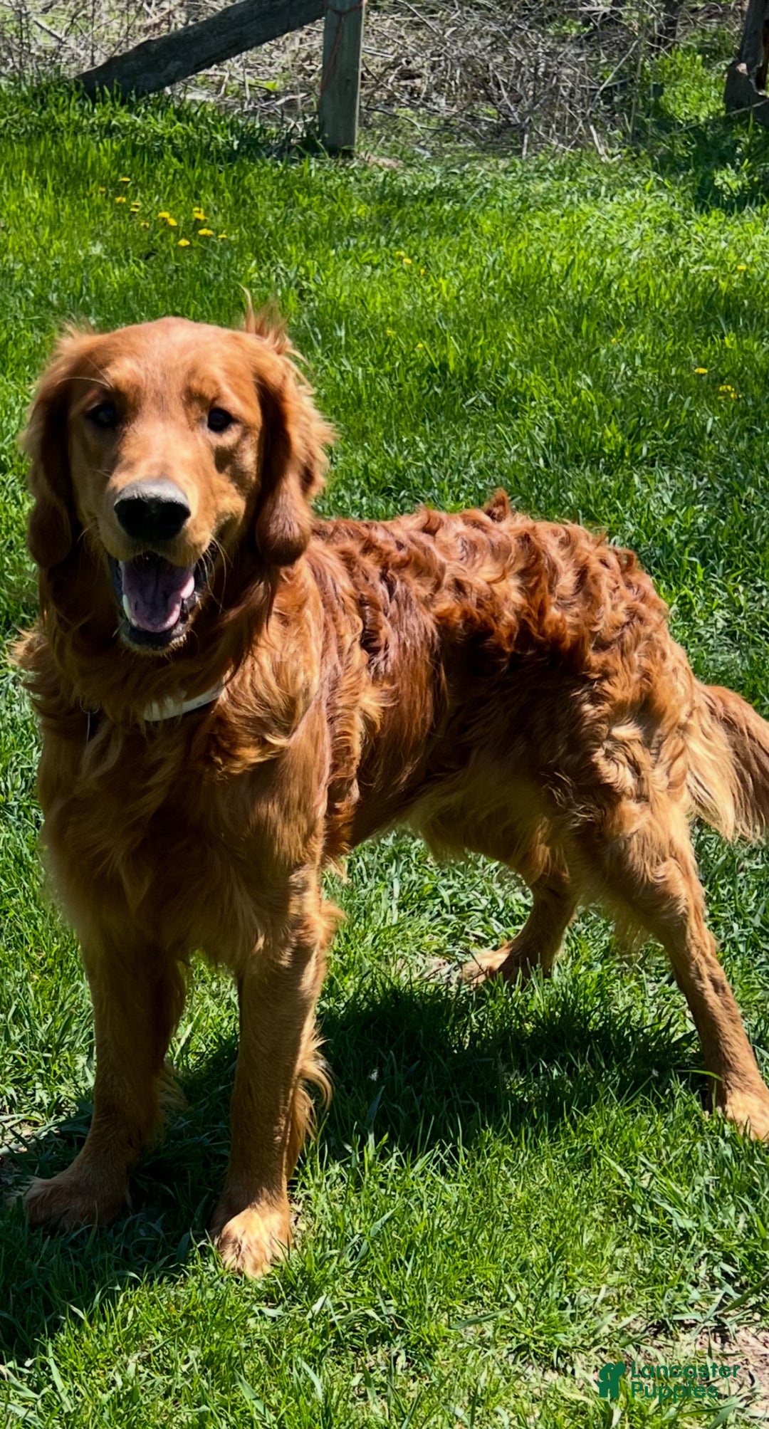 Golden Retriever dogs for stud: Tuck Stud - Ad 1