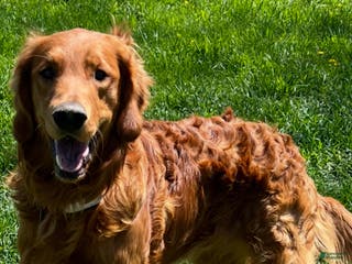 Golden Retriever dogs Tuck Stud - Ad 3