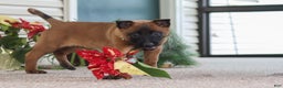 Belgian Malinois dogs for sale: Ginger - Ad 17
