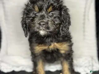 Mini Goldendoodle dogs Mini Goldendoodle Puppy 1 - Ad 31