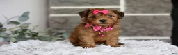 Yorkiepoo dogs for sale: Jewel  - Ad 1