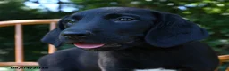 Mixed Breed dogs for sale: Nebula - Ad 5