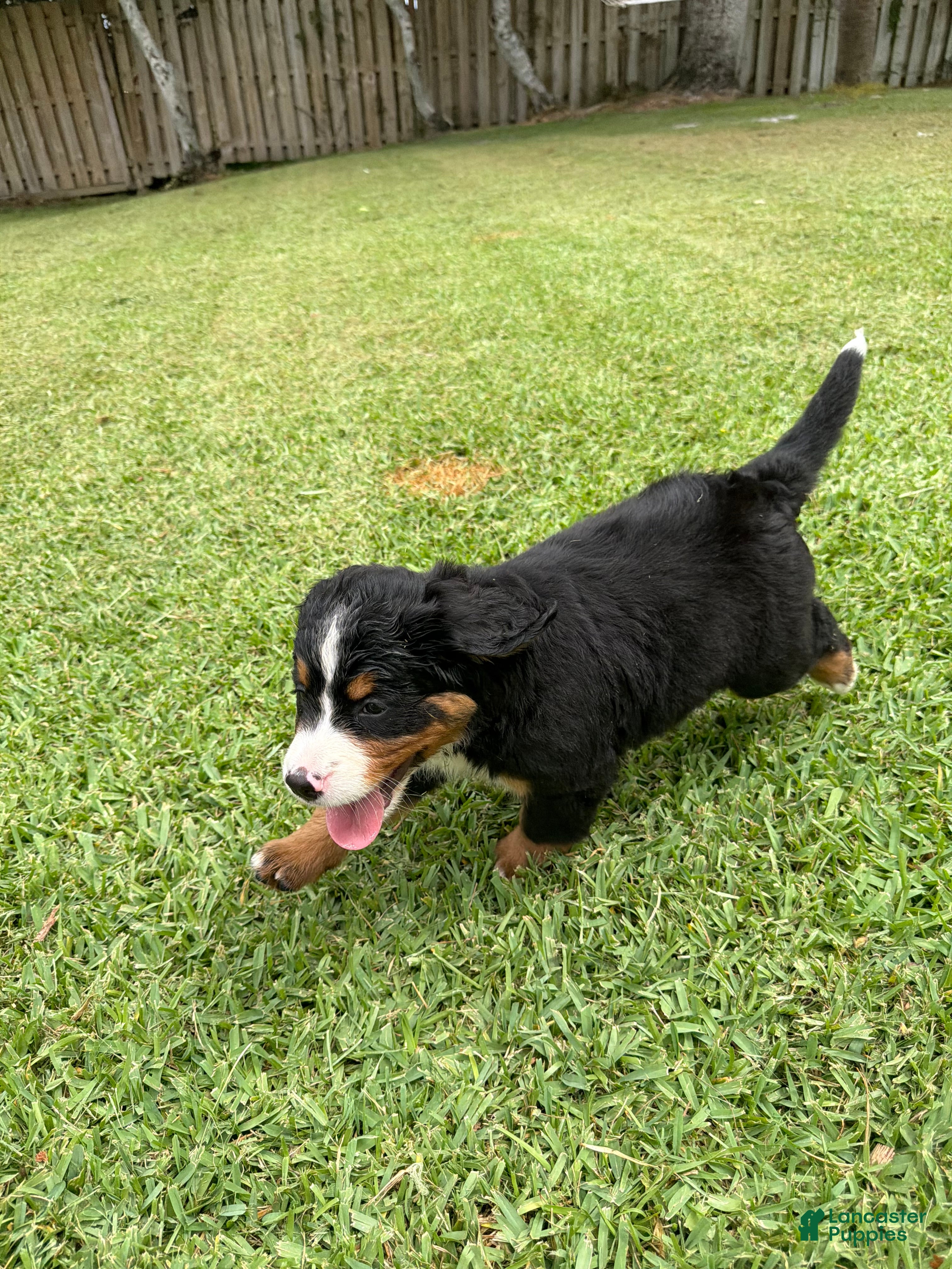 Bernese Mountain Dog dogs Bernese Mountain Dog 6 - Ad 1