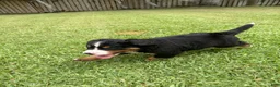Bernese Mountain Dog dogs for sale: Bernese Mountain Dog 6 - Ad 1