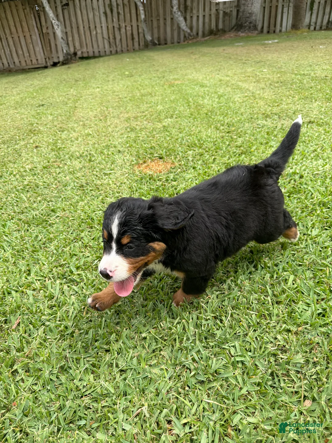 Bernese Mountain Dog dogs for sale: Bernese Mountain Dog 6 - Ad 1
