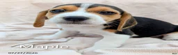 Beagle dogs for sale: Maple - Ad 1