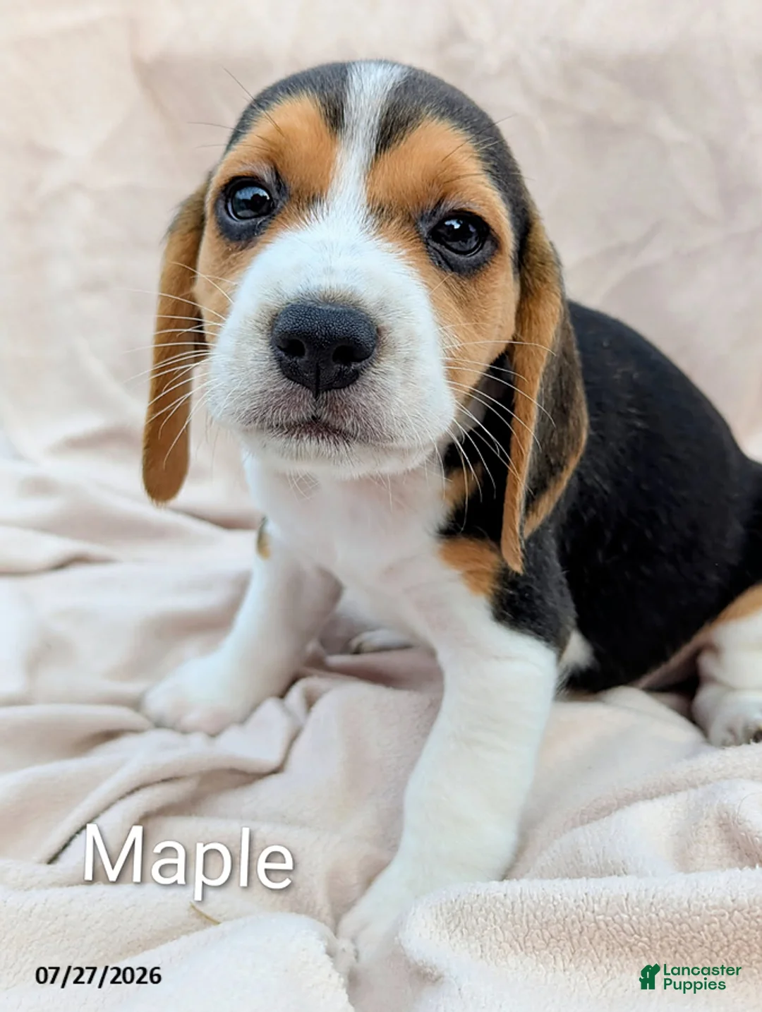 Beagle dogs for sale: Maple - Ad 1