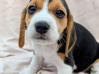 Beagle dogs Maple - Ad 4