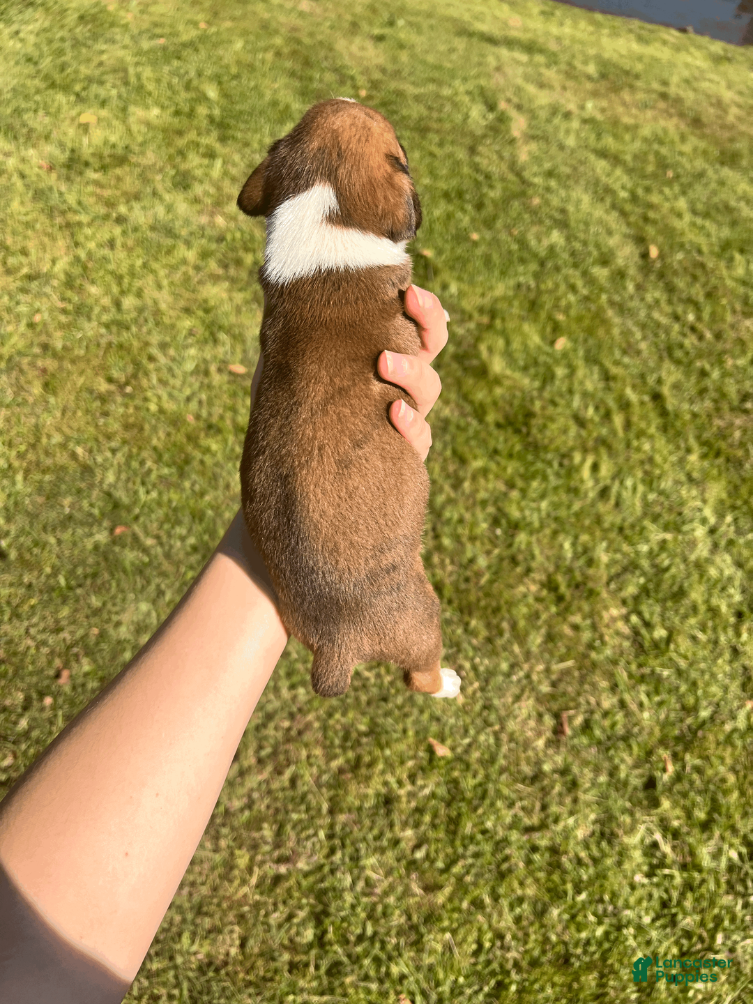 Boxer dogs for sale: AKC Boxer - Male 1 - Ad 2