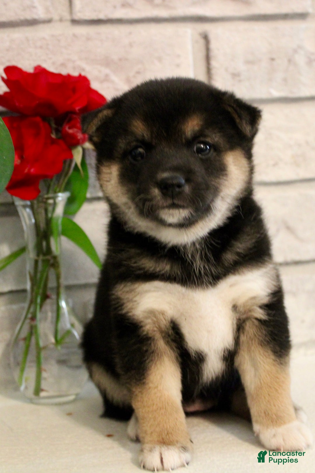Shiba Inu dogs for sale: Shelby - Ad 7