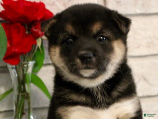 Shiba Inu dogs - Ad 18