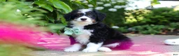 Mini Bernedoodle dogs for sale: Archie - Ad 8