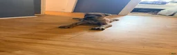 Cane Corso dogs for sale: Cane Corso 1 - Ad 3
