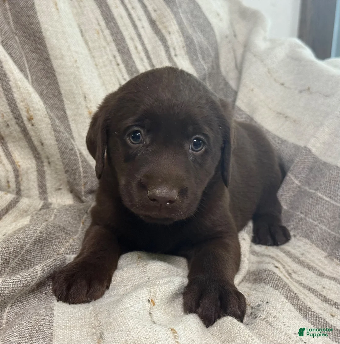 Labrador Retriever dogs for sale: Blessing - Ad 3