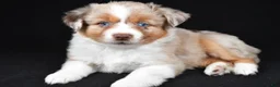 Miniature Australian Shepherd dogs for sale: Amber - Ad 5