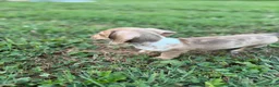 Miniature Dachshund dogs for sale: Willy  - Ad 15