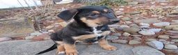 German Shepherd dogs for sale: Jax - Ad 2
